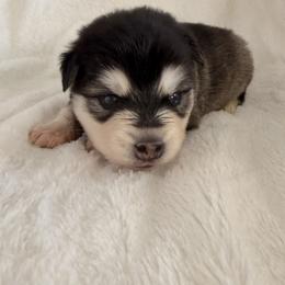 Cupid - Black and white female Alaskan Klee Kai puppy in Richlands, North Carolina from Regal Alaskan Klee Kai