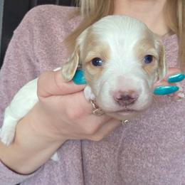 AKC-Winston Blue eyes - Piebald male Dachshund puppy in Knox City, Missouri from Brittney's Dachshunds