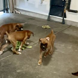 Boxer Puppies from Venician Boxers