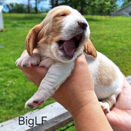 Bridget - Red and white female Basset Hound puppy in Mack's Creek, Missouri from Mack's Creek Basset Hounds