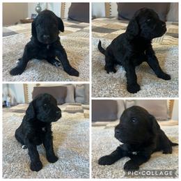 Black Abstract Girl - Black female Goldendoodle puppy in Lancaster, South Carolina from Silver Hill Farm SC