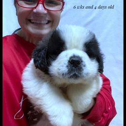 Black Collar - Mahogany and white male Saint Bernard puppy in New Philadelphia, Ohio from Fletchers Saints