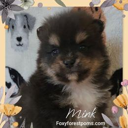 Mink - Black and tan male Pomeranian puppy in Eatonville, Washington from Foxy Forest Poms