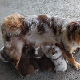 Quinn - Australian Shepherd