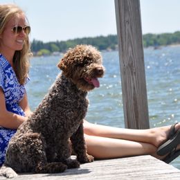 Lagotti Romagnoli from Michigan Lagotto