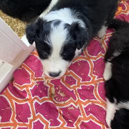 Girl 3 - Black and white female Border Collie puppy in Arlington, Washington from Classic kennel