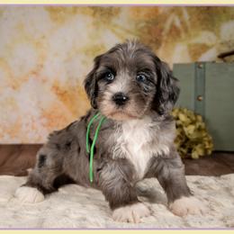 Rudy - Merle male Cockapoo puppy in Connersville, Indiana from Deaz Doodle Ranch