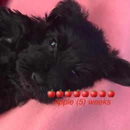 (Apple) Puppy 3 - Black female Miniature Schnauzer puppy in Granville, Ohio from Shull Mini Schnauzers
