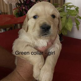 Golden Retriever Puppies from Gold 'N Dust Ranch