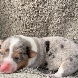 Boy 3 - Blue merle and white male American Corgi puppy in Pioneer, Michigan from Country Corners Corgis