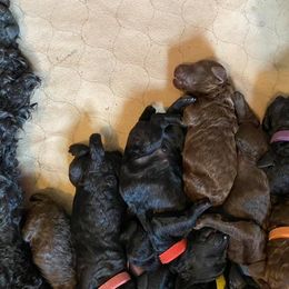 Poodle Puppies from Twisted Oak Poodles