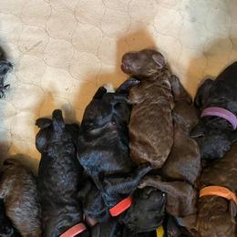 Poodle Puppies from Twisted Oak Poodles