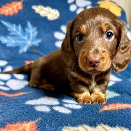 Clara - Chocolate and tan female Dachshund puppy in Carrollton, Illinois from Kelly's Doxies