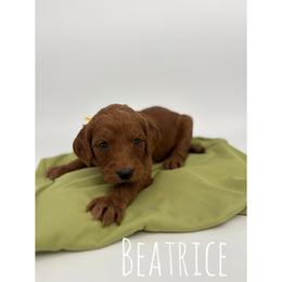Beatrice - Red  female Goldendoodle puppy in Smithfield, Kentucky from KBK9 Kennels