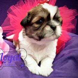 Shih Tzu Puppies from Loyal Shih Tzu