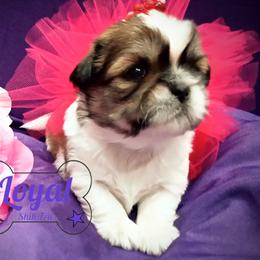 Shih Tzu Puppies from Loyal Shih Tzu