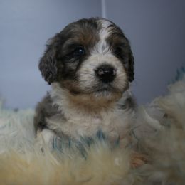 Aussiedoodle Puppies from Loving Doodle