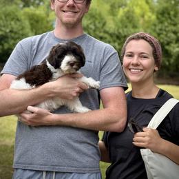 Lucky Country Hal - Chocolate male Australian Labradoodle puppy in Wake Forest, North Carolina from Lucky Country Labradoodles