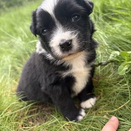 Margarita - Black & white female Australian Shepherd puppy in Northfield, New Hampshire from A to Z Australian Shepherds