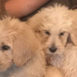 Double Doodles from Down Home Doodles