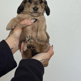 Boy 2 - Cream male Dachshund puppy in Rio, Wisconsin from Three K Miniature Dachshunds