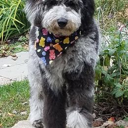 Goldendoodles from South Mountain Goldendoodles