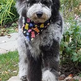 Goldendoodles from South Mountain Goldendoodles