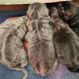 Cain - Blue male German Shepherd puppy in Los Lunas, New Mexico from Mali's German Shepherds