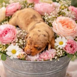 Teddy - Dapple male Dachshund puppy in El Cajon, California from Lisa Buxton
