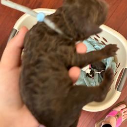 Light Blue Collar - Phantom male Poodle puppy in Huntsville, Alabama from Flint River Poodles