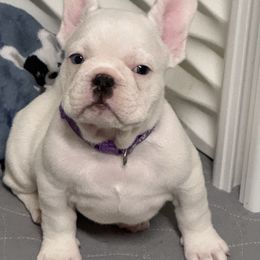 Blanca White girl. - White female French Bulldog puppy in Spanaway, Washington from Frog Faced Frenchies