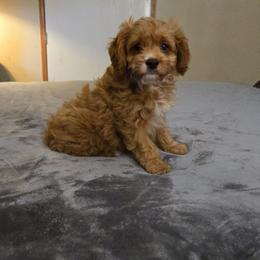 Rolfie - Red male Cavapoo puppy in Copan, Oklahoma from Tatums cavapoos