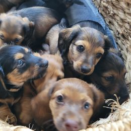 Dachshund Puppies from Walkers Weiners