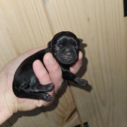 Black girl - Black female Brussels Griffon puppy in Fyffe, Alabama from BamaBrussels