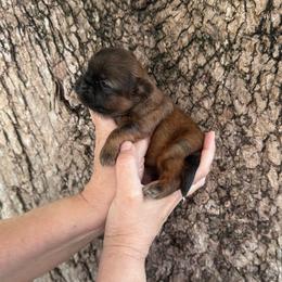 Lacey - Red female Shih Tzu puppy in Tampa, Florida from Shih Tzus of Kingshyre