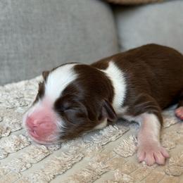 Girl 1 - Red tri-color female Australian Shepherd puppy in Oakridge, Oregon from Middle Fork Australian Shepherds
