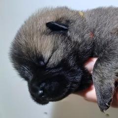 York Red Collar - Red male Eurasier puppy in Lakewood, Ohio from Exquisite Eurasier