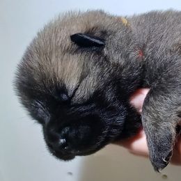 York Red Collar - Red male Eurasier puppy in Lakewood, Ohio from Exquisite Eurasier