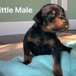 Doberman Pinscher Puppies from Melrae Dobermans