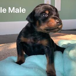 Doberman Pinscher Puppies from Melrae Dobermans