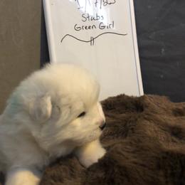 Green Girl - White and biscuit female Samoyed puppy in Colorado Springs, Colorado from T&M Samoyeds