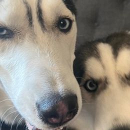 Siberian Huskies from Vance Huskies