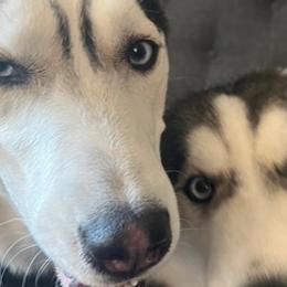 Siberian Huskies from Vance Huskies