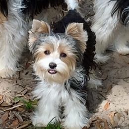 Biewer Terriers and Maltese from Dog Daze