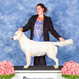 Luna - Golden Retriever