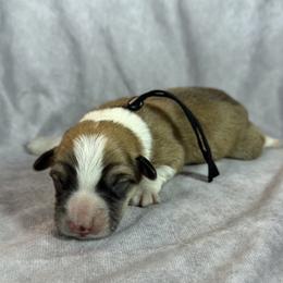Justice - Red male Pembroke Welsh Corgi puppy in Victoria, Texas from Clear Creek Corgis