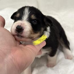Border Collie Puppies from Hill Valey Border Collies