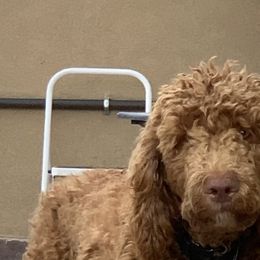 Kendrick - Labradoodle