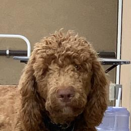 Kendrick - Labradoodle