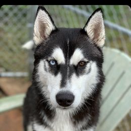 Luna - Siberian Husky